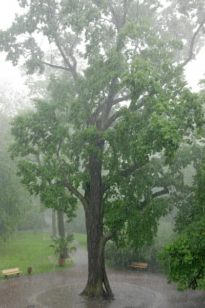 Torrential Rain — Stock Photo, Image