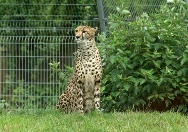 leopar