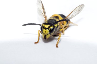 Wasp on white paper clipart
