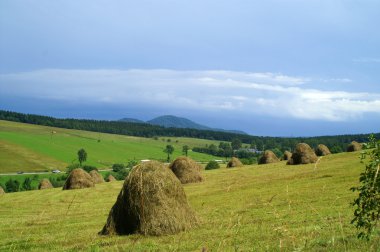 dağda hasat