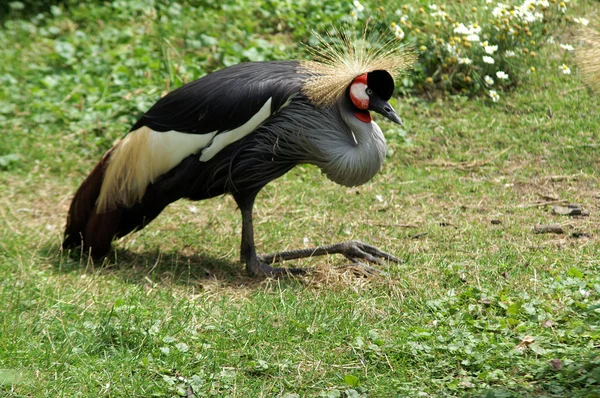 stock image African crowned crane