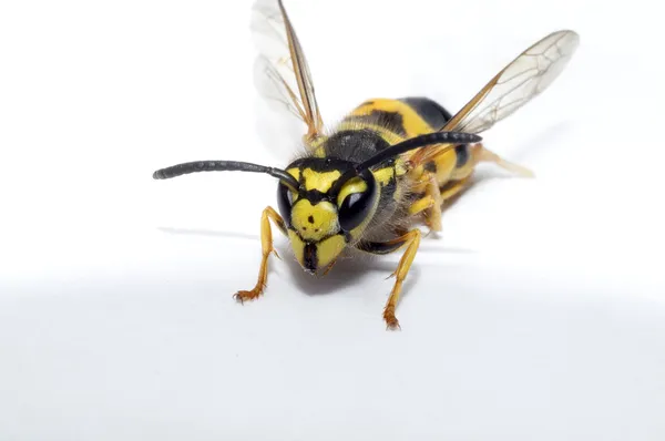Beyaz kağıt üzerine yaban arısı — Stok fotoğraf