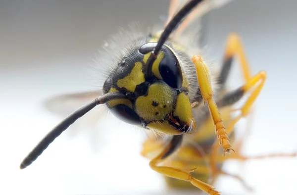 白い紙の上のスズメバチ — ストック写真