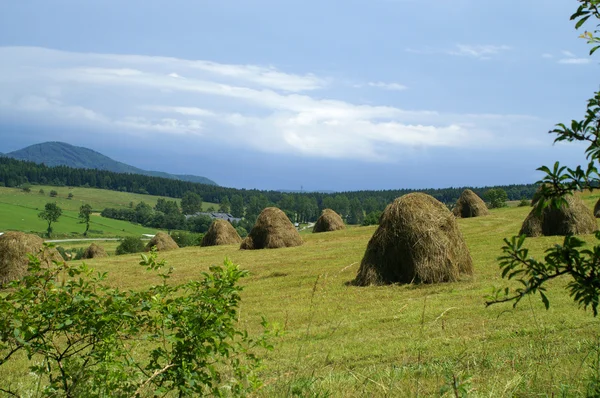 stock image Harvest in mountain