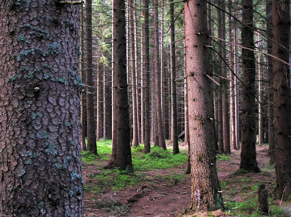 stock image Pine forest