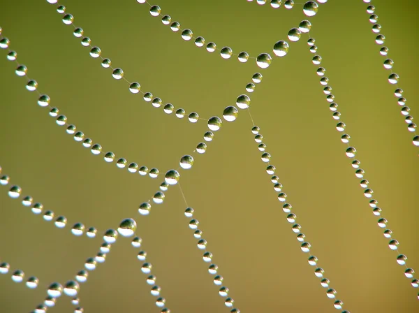 Spinnweben — Stockfoto
