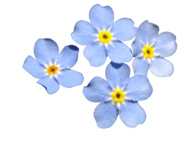 Forget-me-not isolated clipart