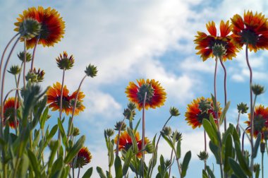 Mavi gökyüzü arka planda turuncu gerbera