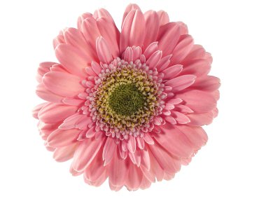 Pembe gerbera beyaza izole edilmiş.