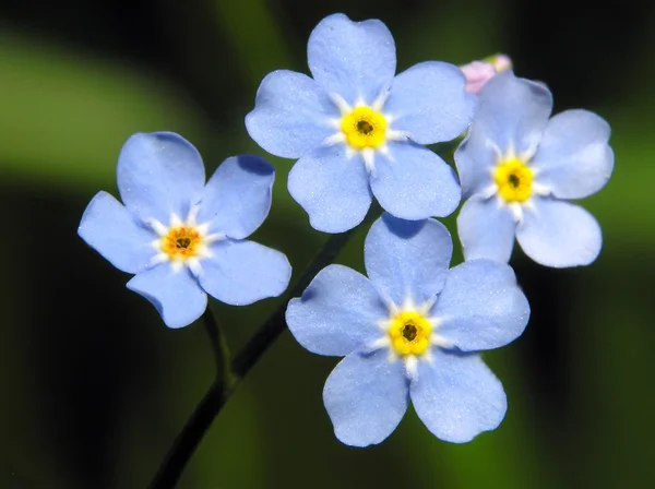 Olvídame, no flor azul. — Foto de Stock