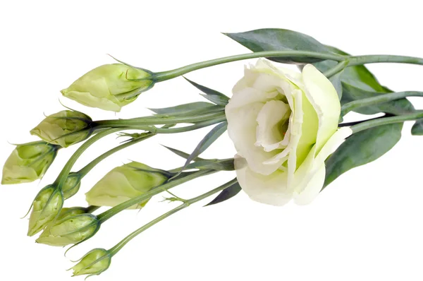 Kilka białych róż na białym tle — Zdjęcie stockowe