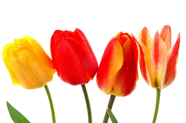 Beautiful colorful tulips isolated — Stock Photo, Image