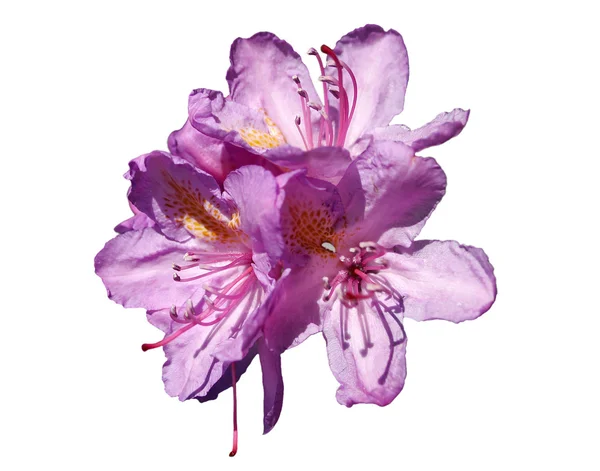 Rododendro fiore primaverile isolato — Foto Stock