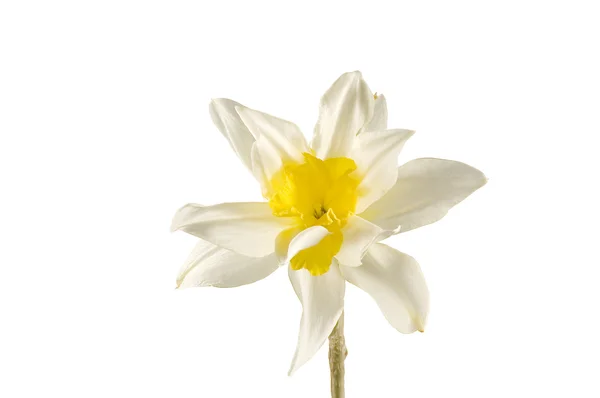 Wiosna narcissus kwiat na białym tle — Zdjęcie stockowe