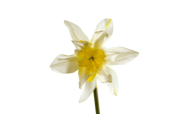 Spring flower narcissus isolated — Stock Photo, Image