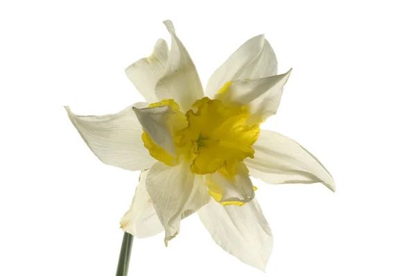 Spring flower narcissus isolated — Stock Photo, Image