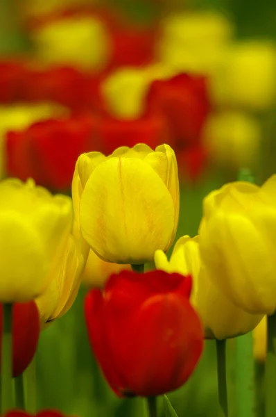 Colorful tulips in spring garden. — Stock Photo, Image