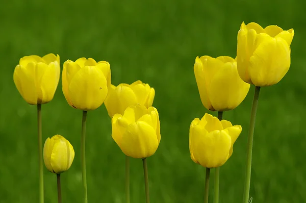 Yellow tulips in spring garden. — Stock Photo, Image