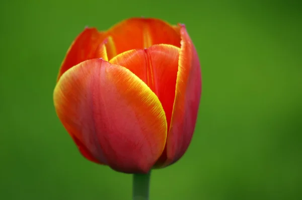 Close-up of beautiful tulip — Stock Photo, Image