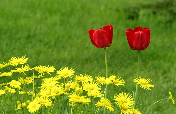 Yellow flowers and red tulips — Stock Photo, Image
