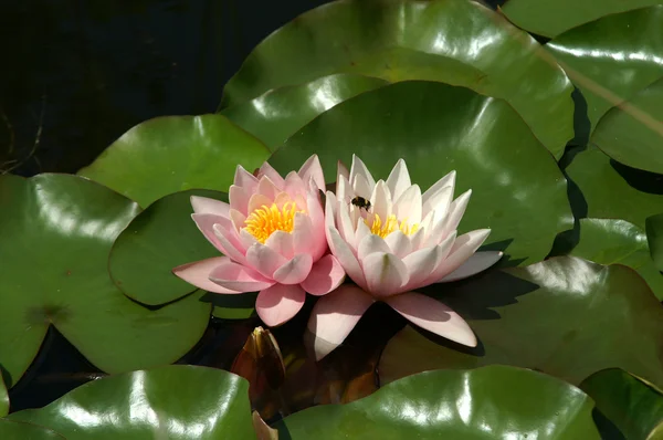 Pink water lilly on leafs — Stock Photo, Image
