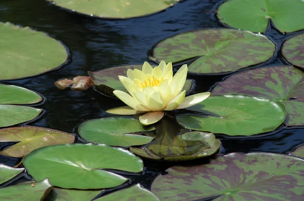Yellow water lilly on leafs — Stock Photo, Image