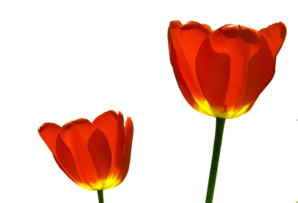 Tulipes rouges isolées sur fond blanc — Photo