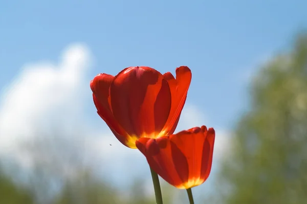 Red tulips on sky background — Stock Photo, Image