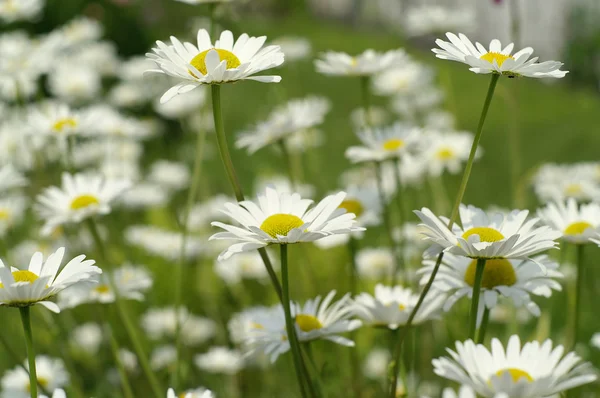 春の庭で新鮮な白いデイジー — ストック写真