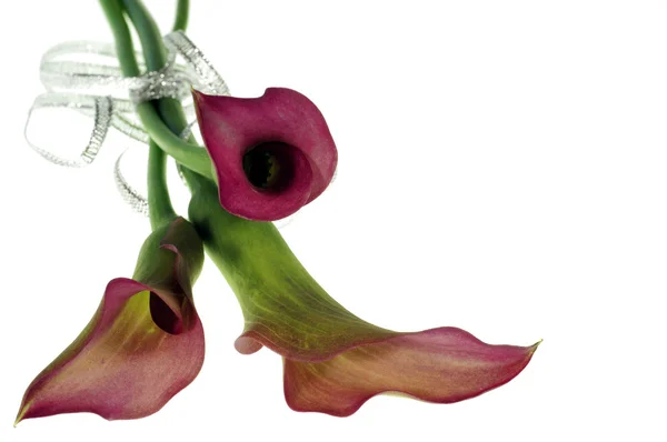 Fiore rosso con nastro d'argento isolato — Foto Stock