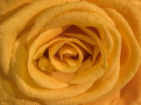 Narancssárga rózsa közeli — Stock Fotó