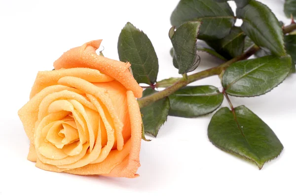 Nahaufnahme orangefarbener Rose isoliert — Stockfoto
