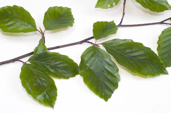 Twig of beechen with leafs over white — Stock Photo, Image
