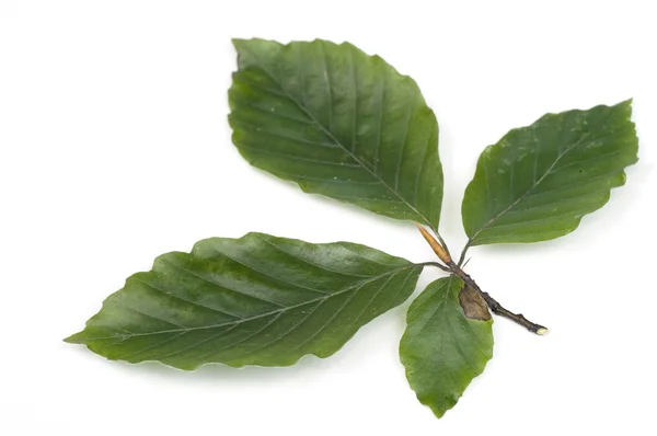 Beukenhout leafs over Wit — Stockfoto