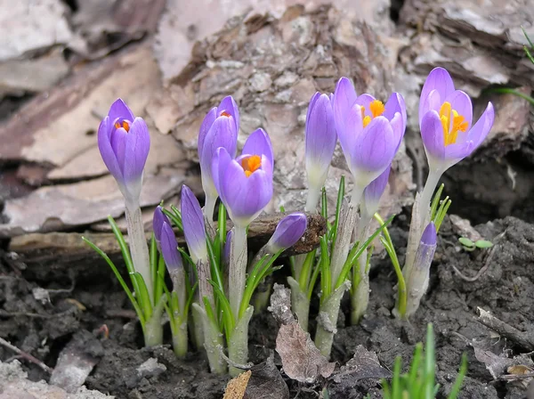 Крокус, весна квітка — стокове фото