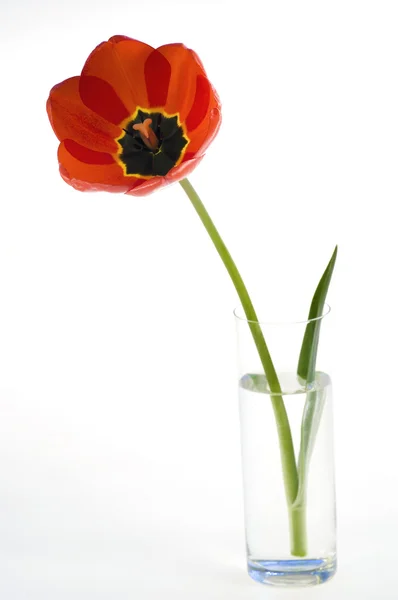 Vörös tulipán virág pot elszigetelt — Stock Fotó