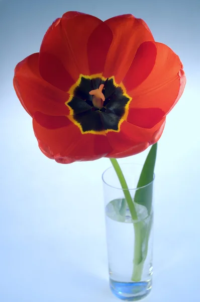 Red tulips in flower pot isolated — Stock Photo, Image