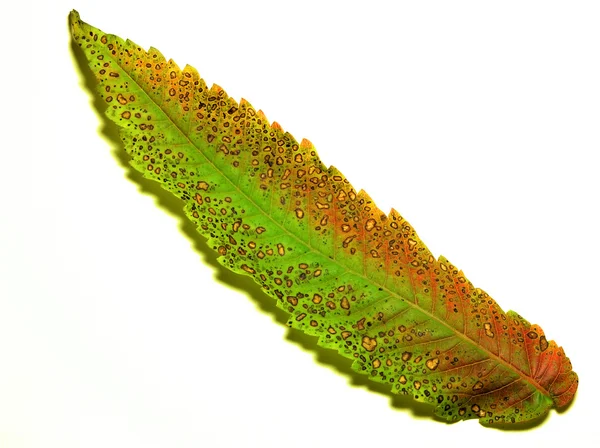 Fall leaf over white — Stock Photo, Image