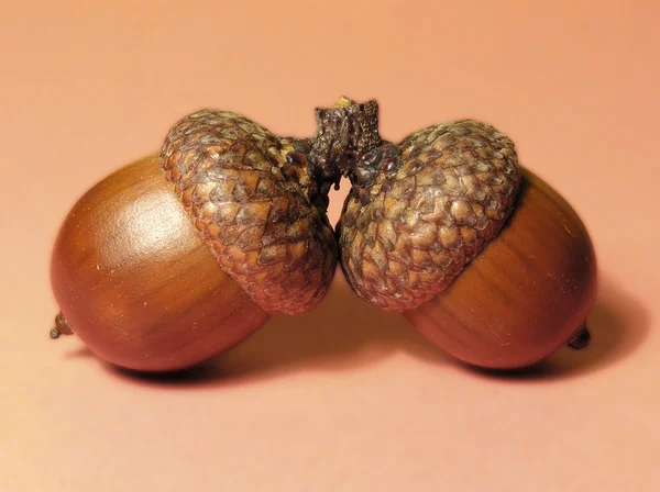 Two acorns — Stock Photo, Image