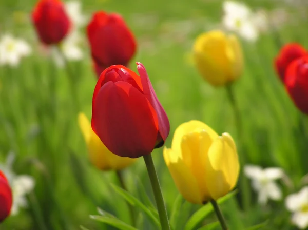 Tulips in spring garden — Stock Photo, Image