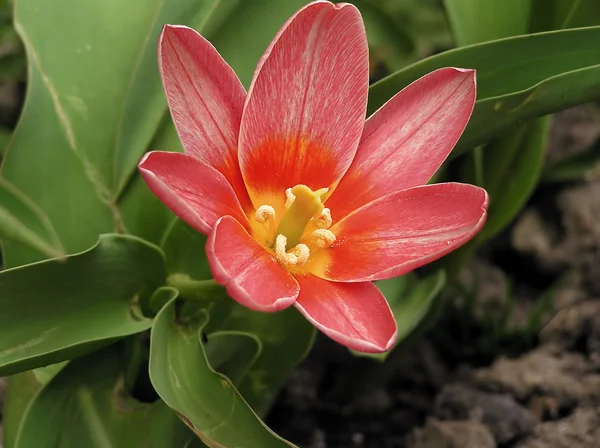Voorjaar rode bloem — Stockfoto