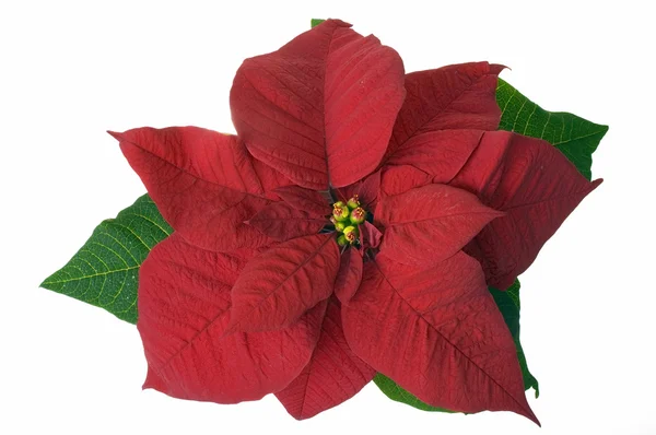 Karácsonyi dekoráció Mikulásvirág — Stock Fotó