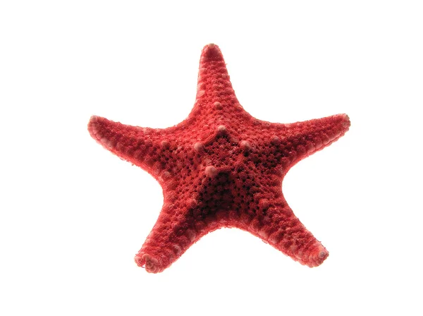 stock image Starfish