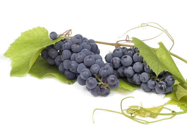 Dark grape — Stock Photo, Image
