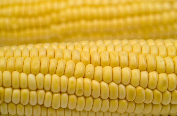 Cob corn — Stock Photo, Image