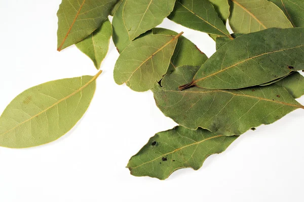Laurel leafs — Stock Photo, Image