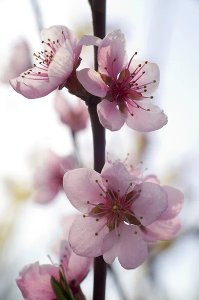 stock image Spring pink flower