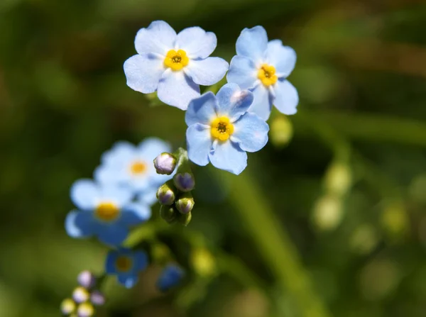 Forget-me-not — Stock Photo, Image