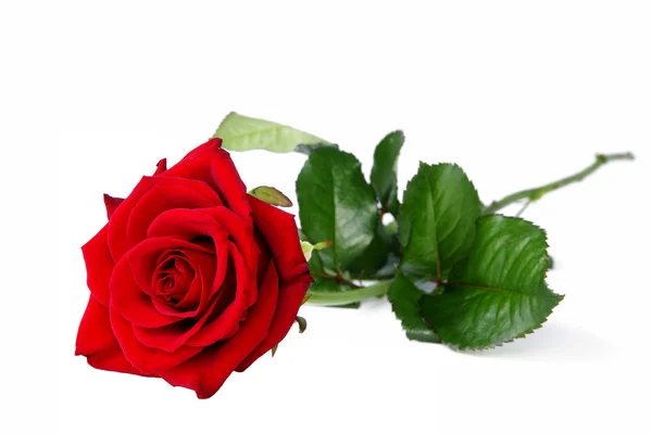 Rosa rossa solitaria — Foto Stock
