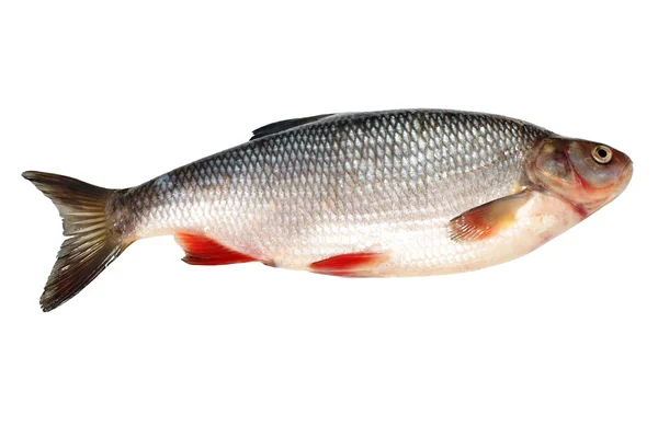 Braxen fisk — Stockfoto